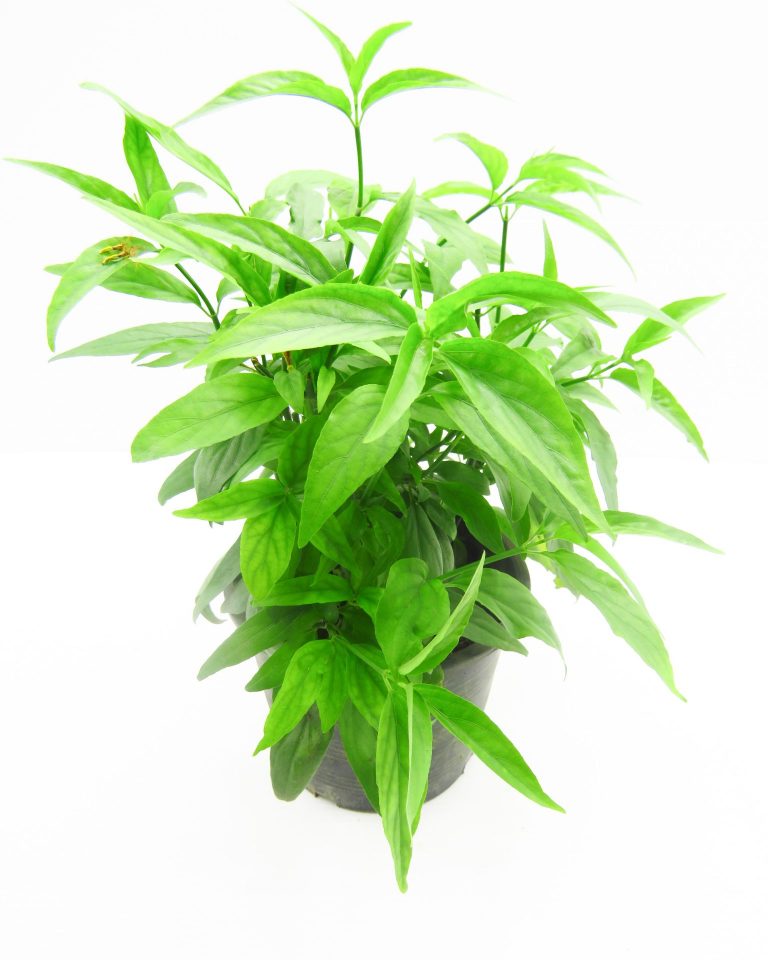 clinacanthus-nutans-sabah-snake-grass-5-pot-rimba-garden-central