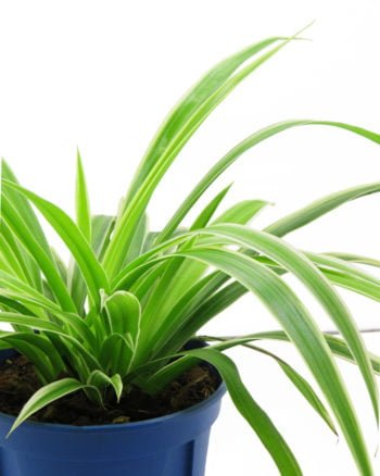 Chlorophytum comosum Ocean 6″ pot – Rimba Garden Central