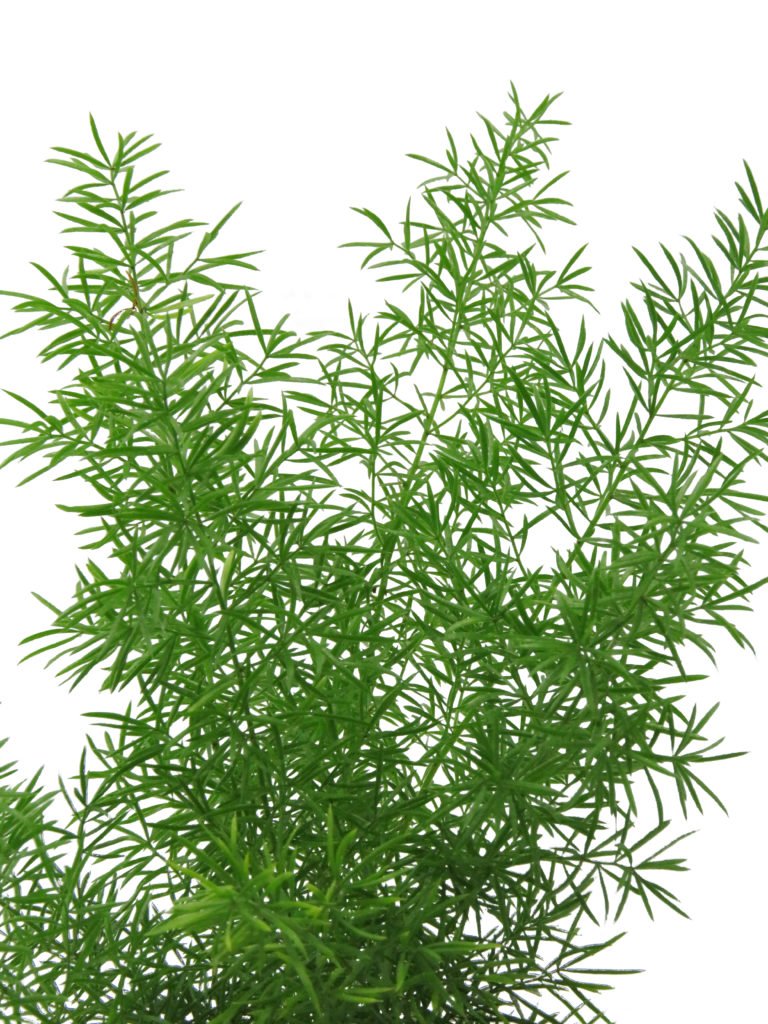 Asparagus densiflorus ‘Myersii’ 4″pot Rimba Garden Central