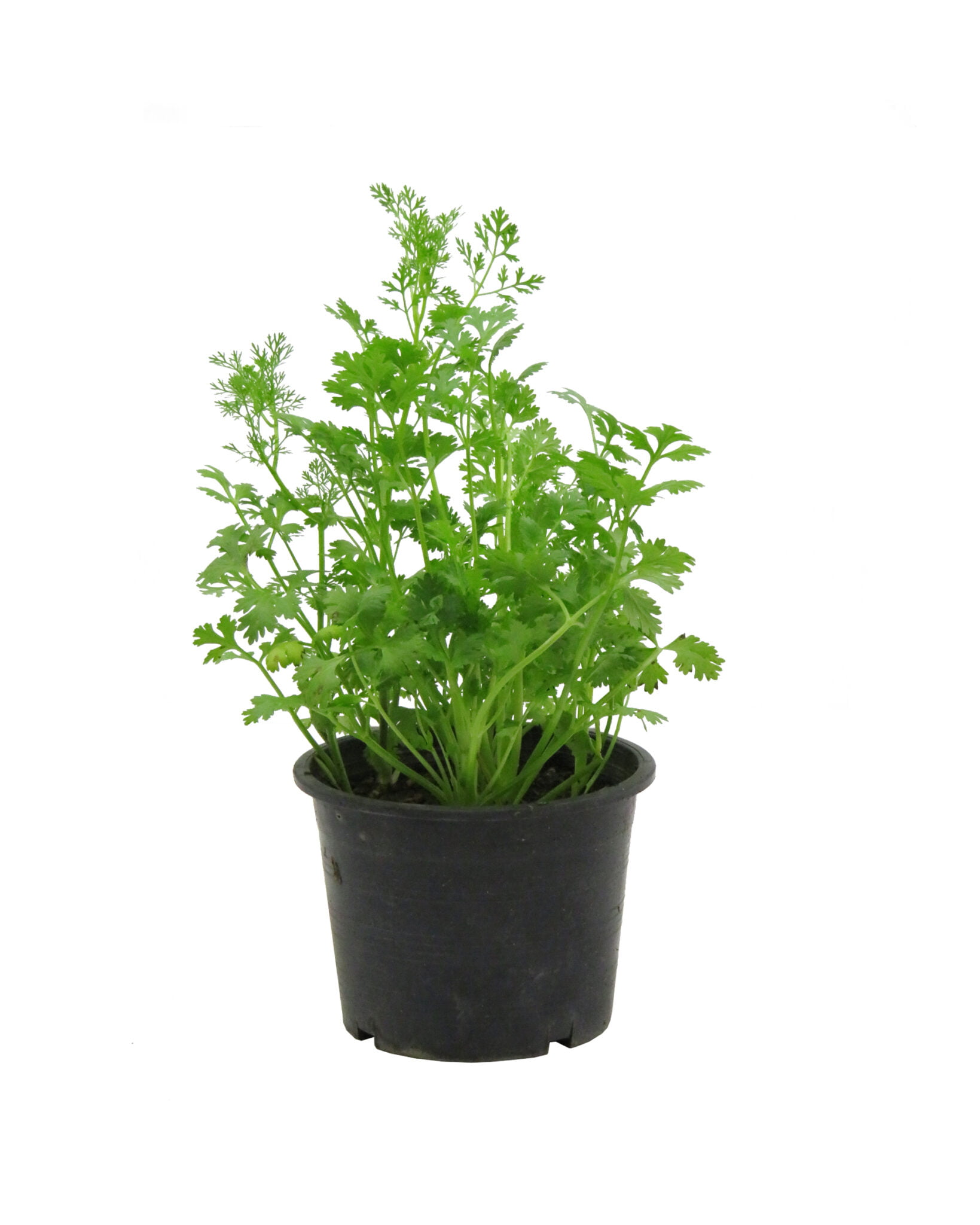 coriander-5-pot-rimba-garden-central