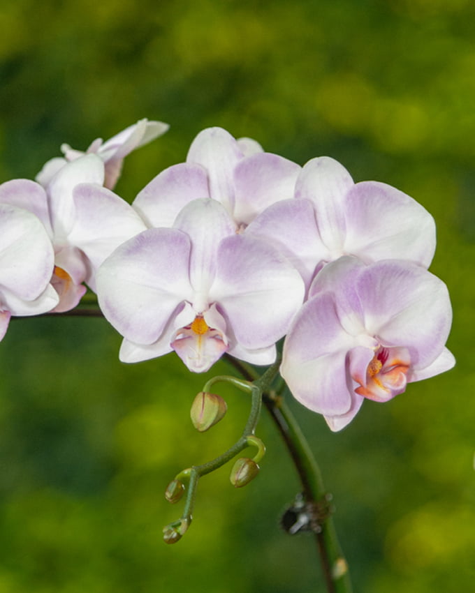 Phalaenopsis Orchid Double Spike 3.0″-3.5″ Pot (Light Purple W/ White ...
