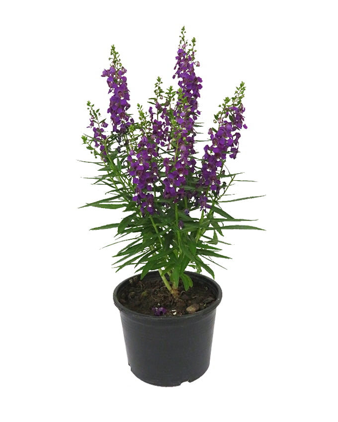 Angelonia (Purple) 6″ Pot – Rimba Garden Central